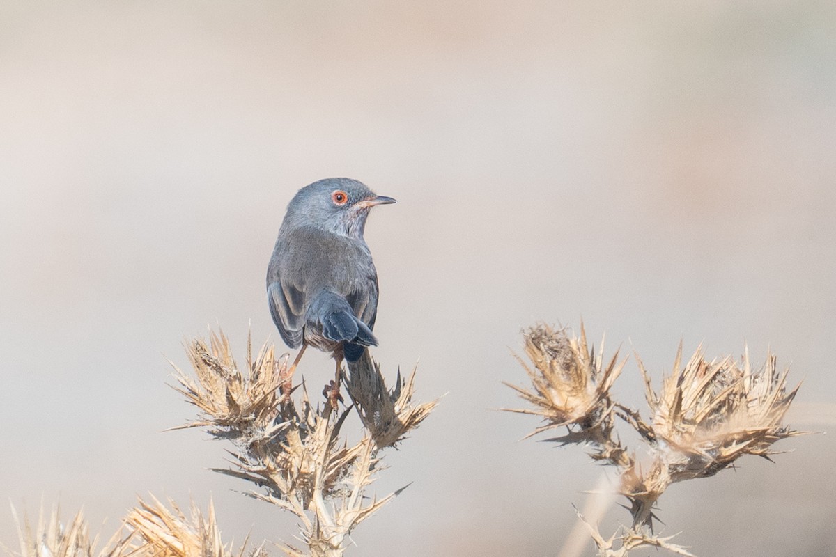 vinsanger - ML646349394