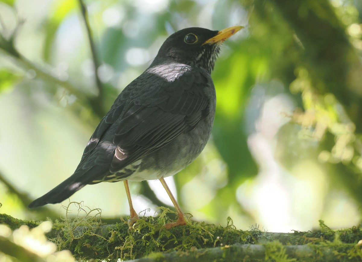 Andean Slaty Thrush - ML646349401