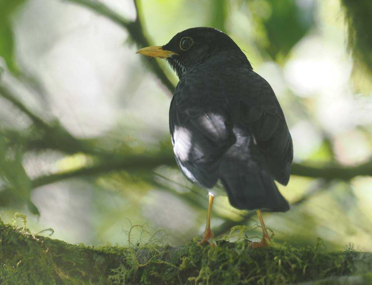 Andean Slaty Thrush - ML646349411