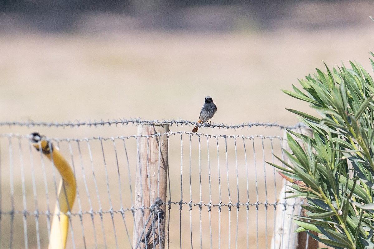 Black Redstart - ML646349415