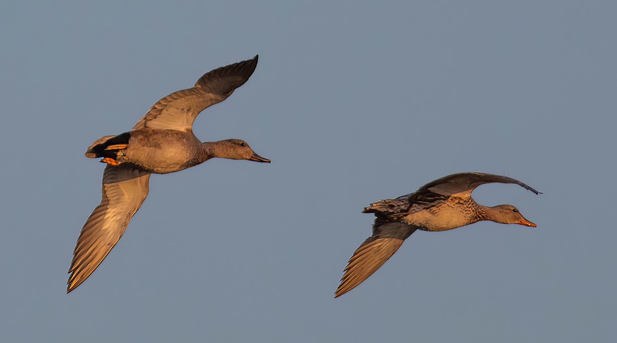 Gadwall - ML646349417