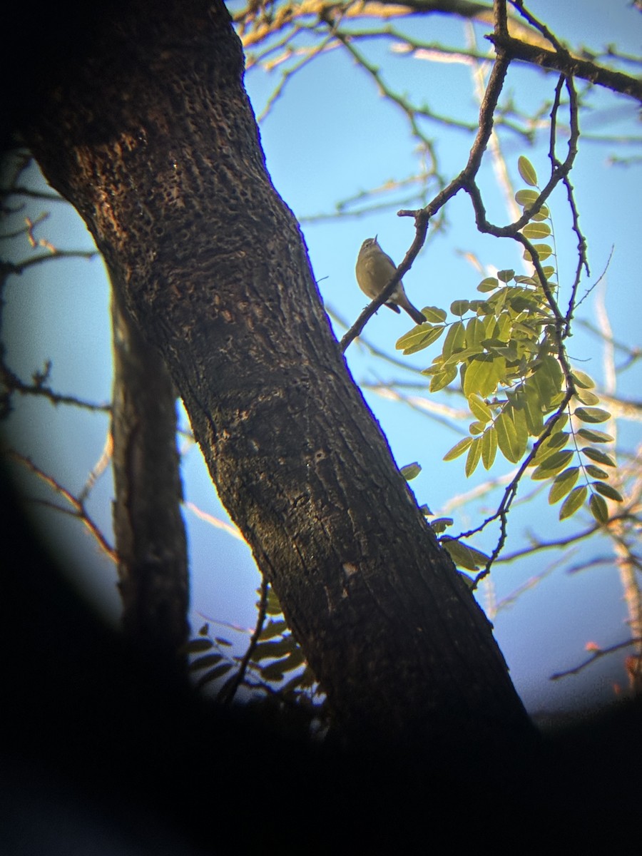 Orange-crowned Warbler - ML646349418