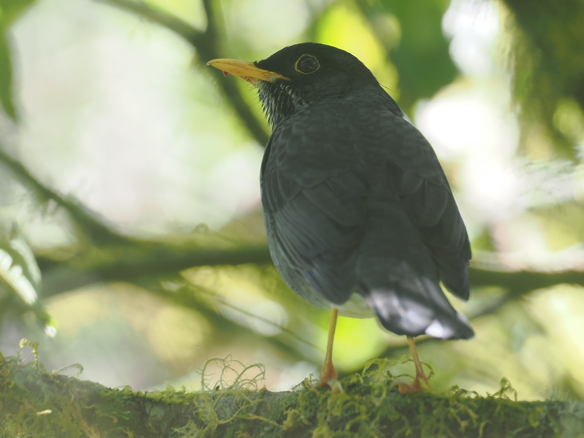 Andean Slaty Thrush - ML646349428