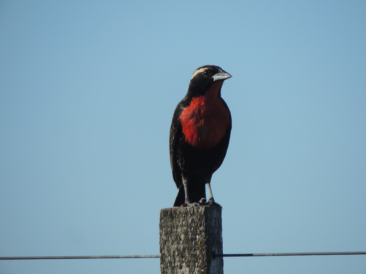 White-browed Meadowlark - ML646349439