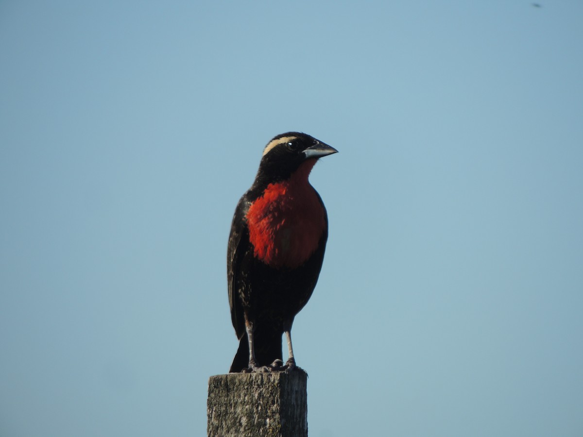 White-browed Meadowlark - ML646349440