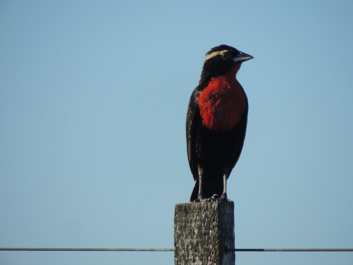 White-browed Meadowlark - ML646349441