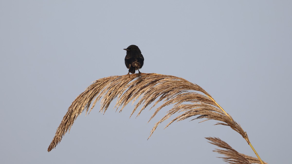 Pied Bushchat - ML646349442
