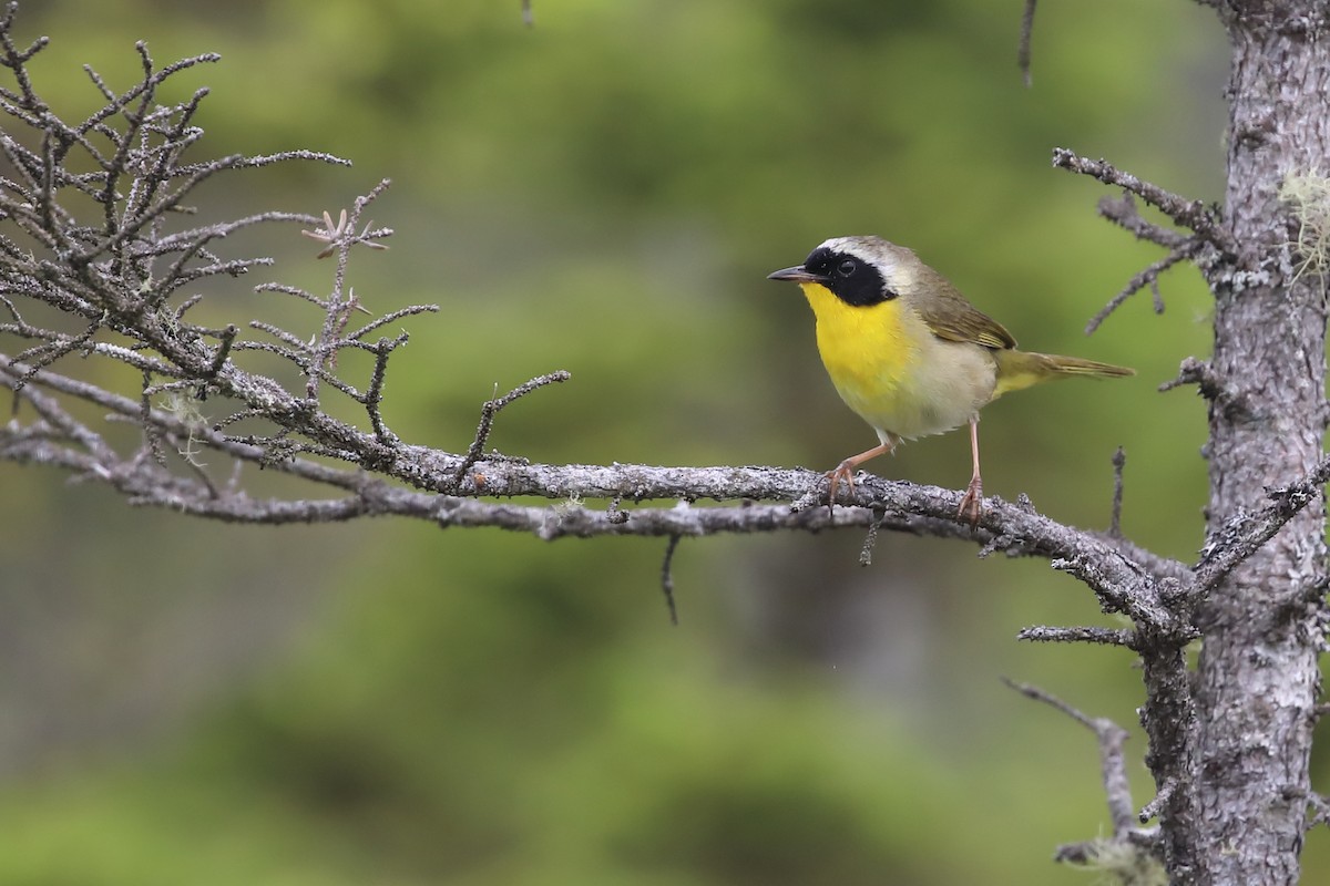 Common Yellowthroat - ML646349444
