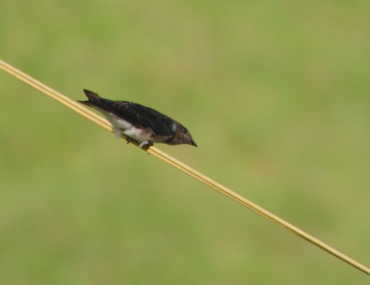 Gray-breasted Martin - ML646349445