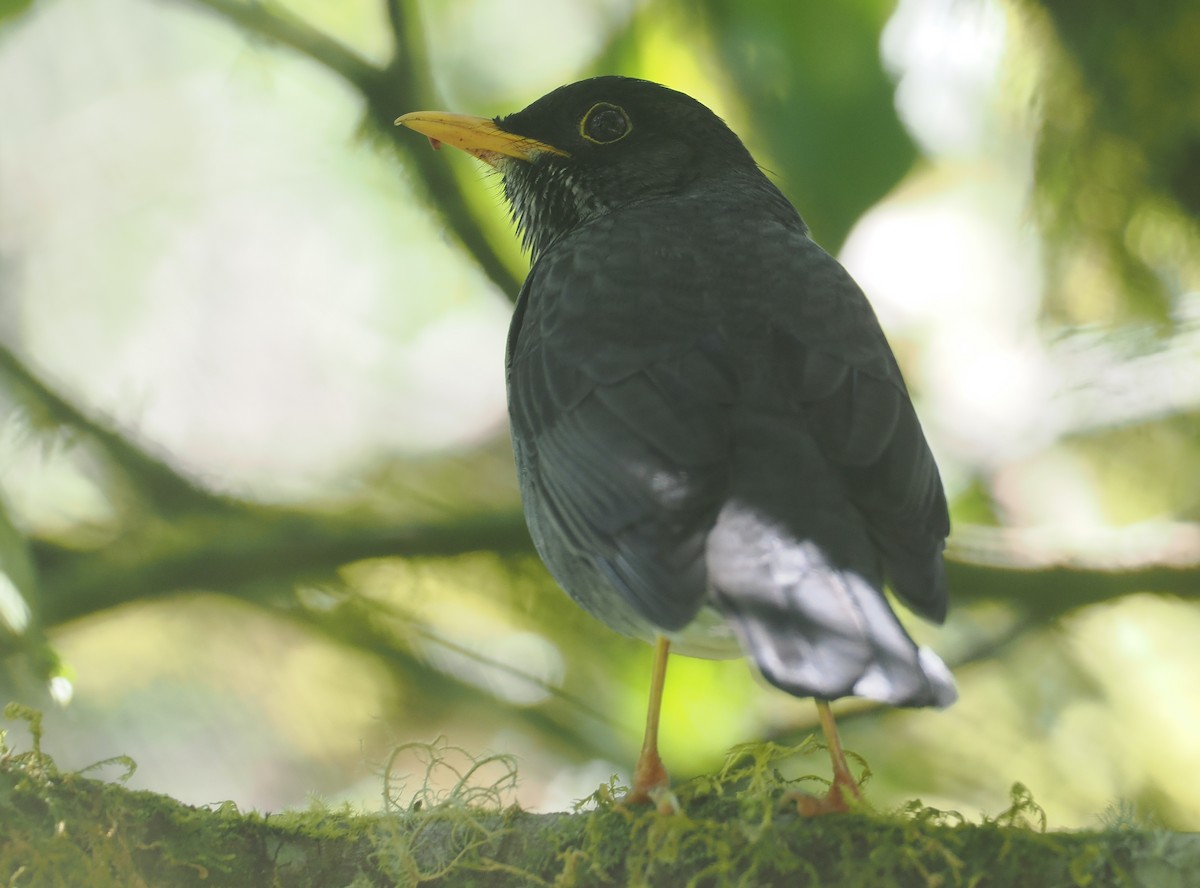 Andean Slaty Thrush - ML646349446