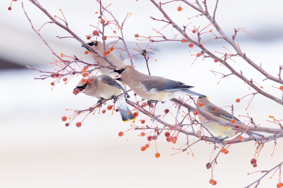 Cedar Waxwing - ML646349447