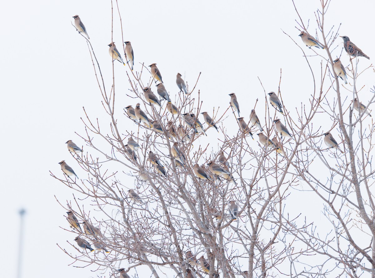 Cedar Waxwing - ML646349448