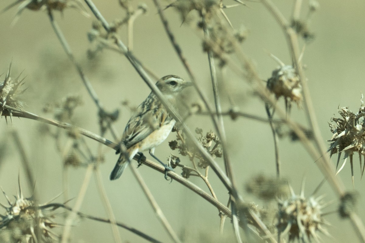 Whinchat - ML646349449