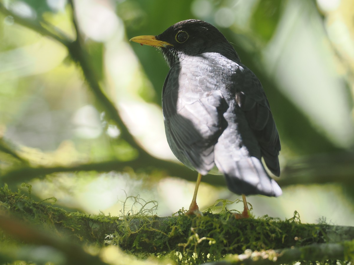 Andean Slaty Thrush - ML646349452