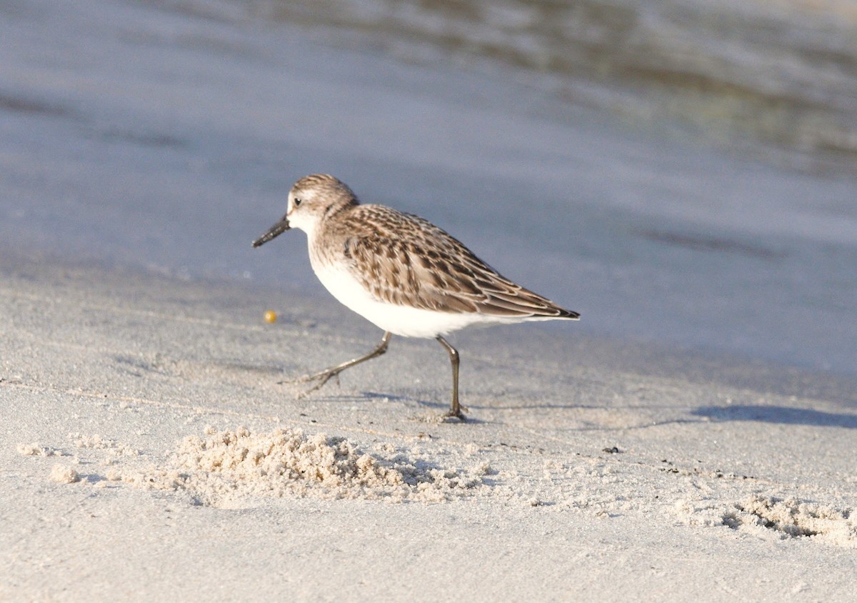 Bécasseau semipalmé - ML646349453