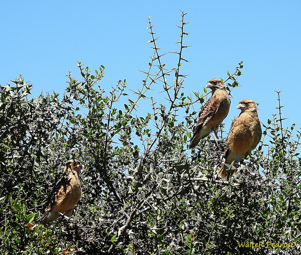 Chimango Caracara - ML646349454