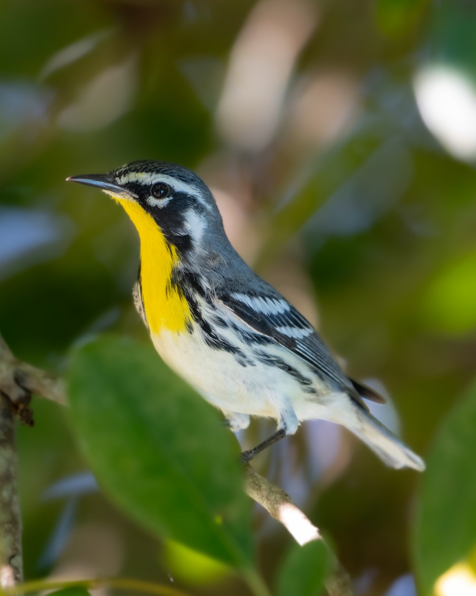 Goldkehl-Waldsänger - ML646349462