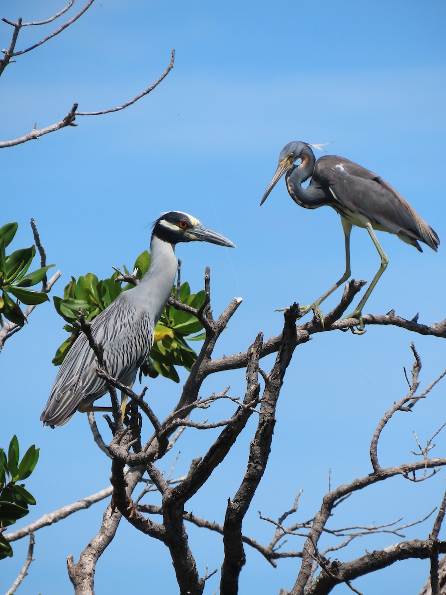 אנפת לילה צהובת-כיפה - ML646349465