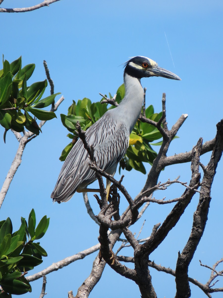 אנפת לילה צהובת-כיפה - ML646349466