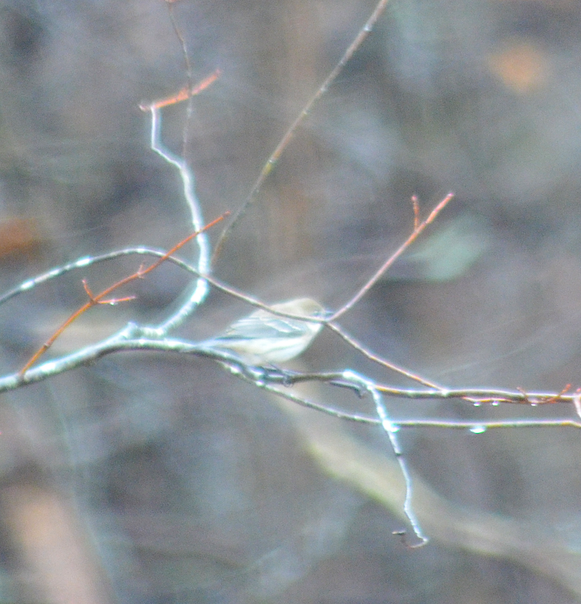 Pine Warbler - ML646349467