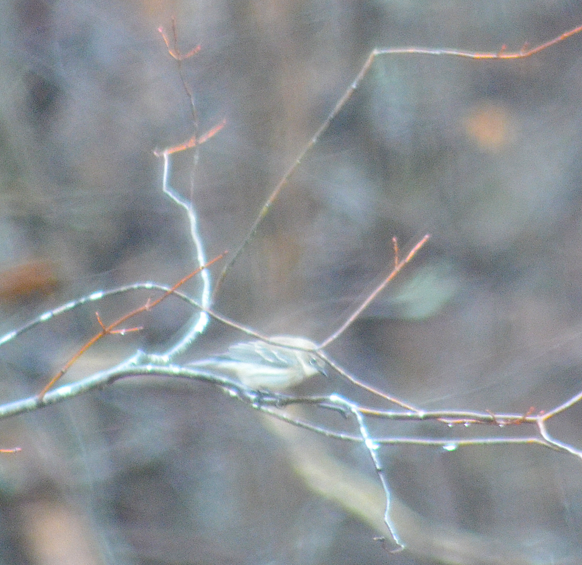 Pine Warbler - ML646349468