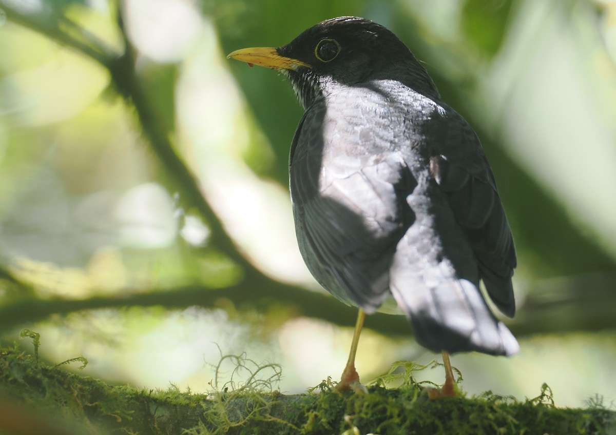 Andean Slaty Thrush - ML646349471