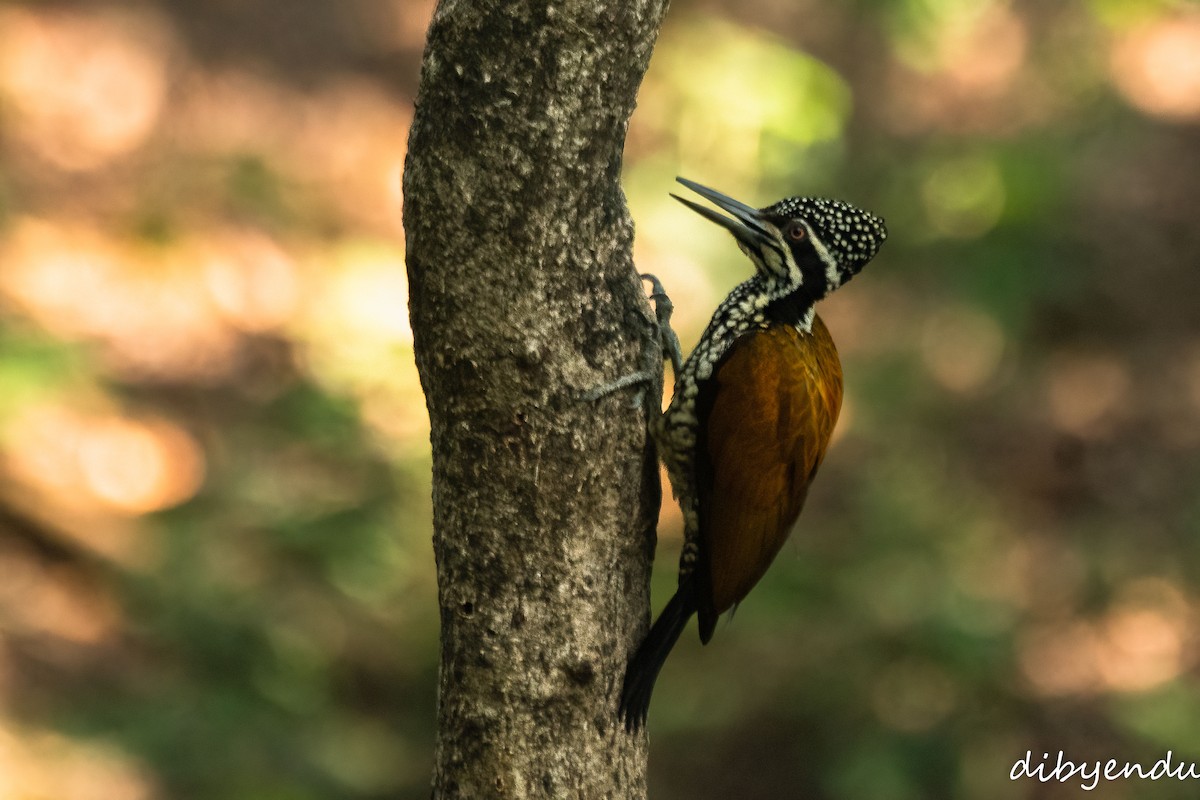 Greater Flameback - ML646349472