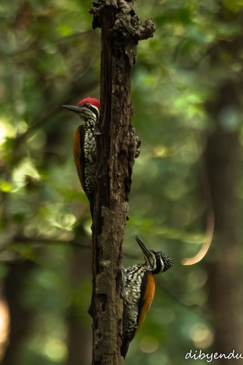 Greater Flameback - ML646349474