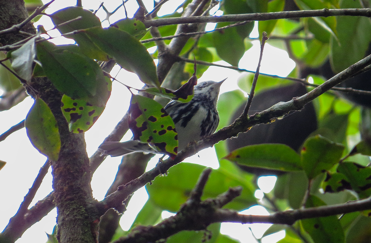 Black-and-white Warbler - ML646349475