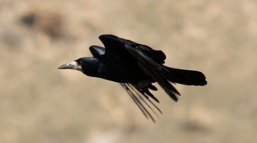 Ekin Kargası - ML646349476