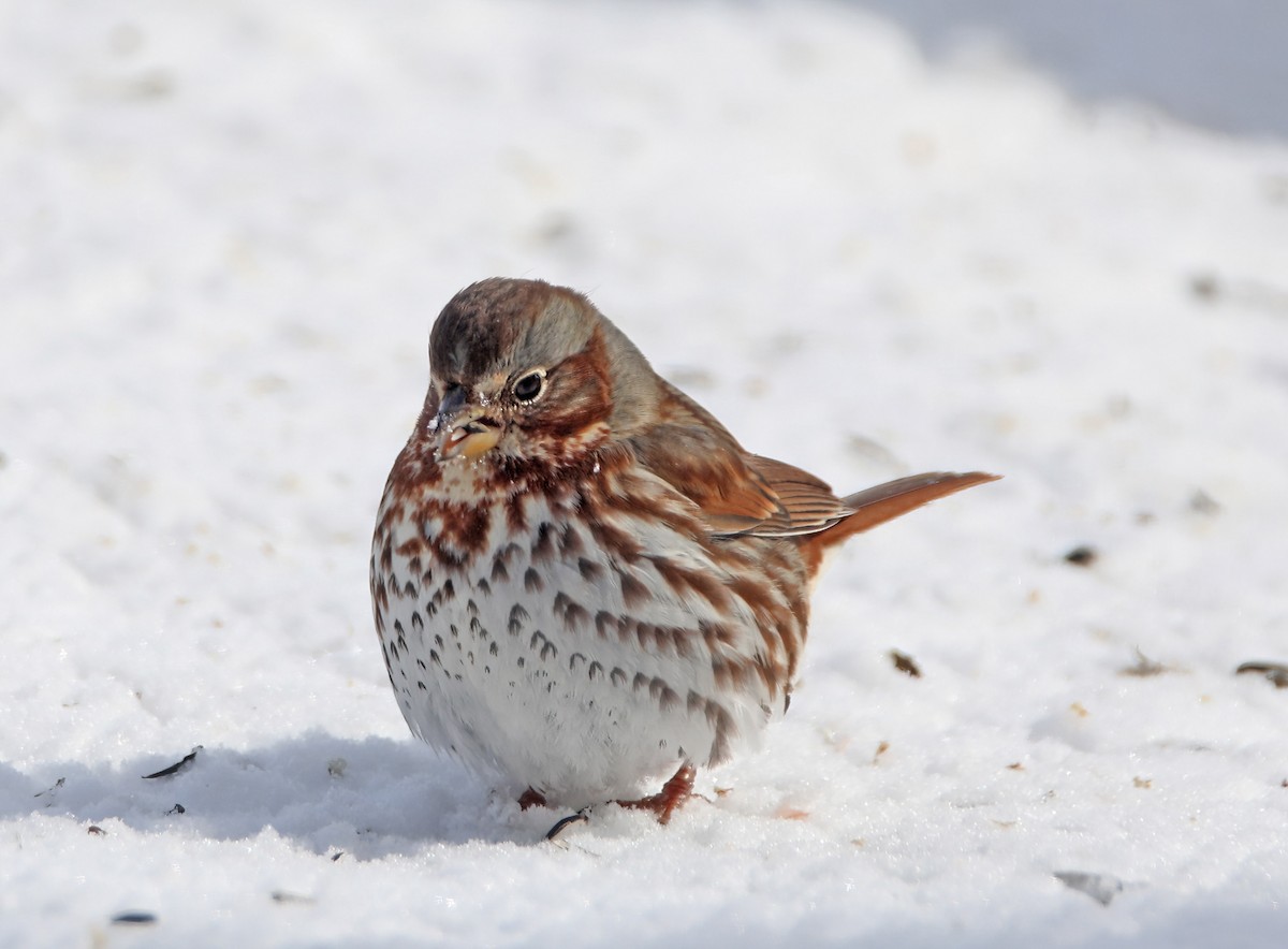 Fox Sparrow - ML646349483