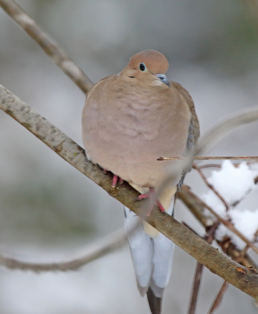Mourning Dove - ML646349484