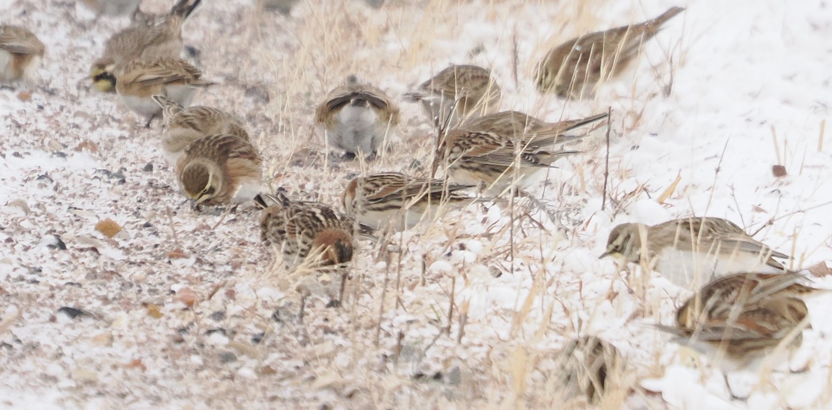 Ipar-berdantza - ML646349485