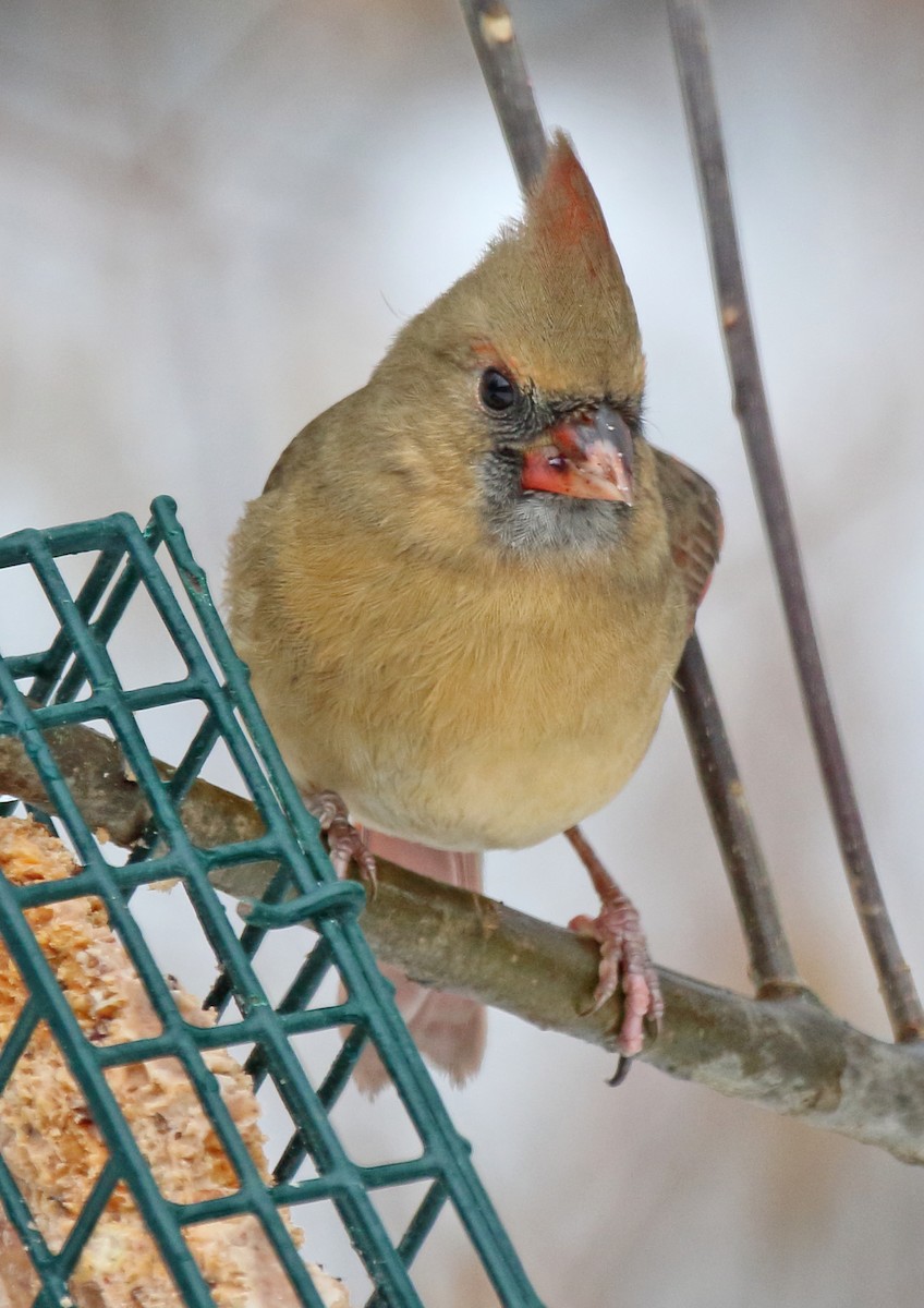 Northern Cardinal - ML646349487