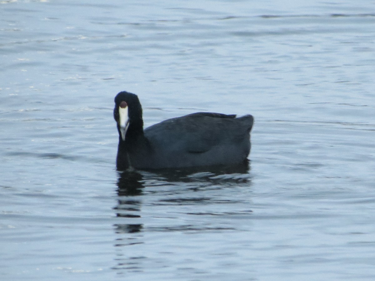 Kopetazuri amerikarra - ML646349488