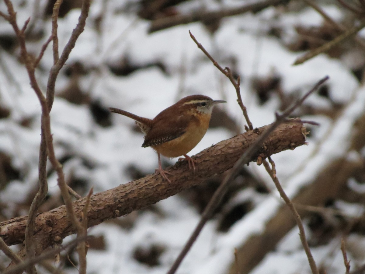Carolina Wren - ML646349489