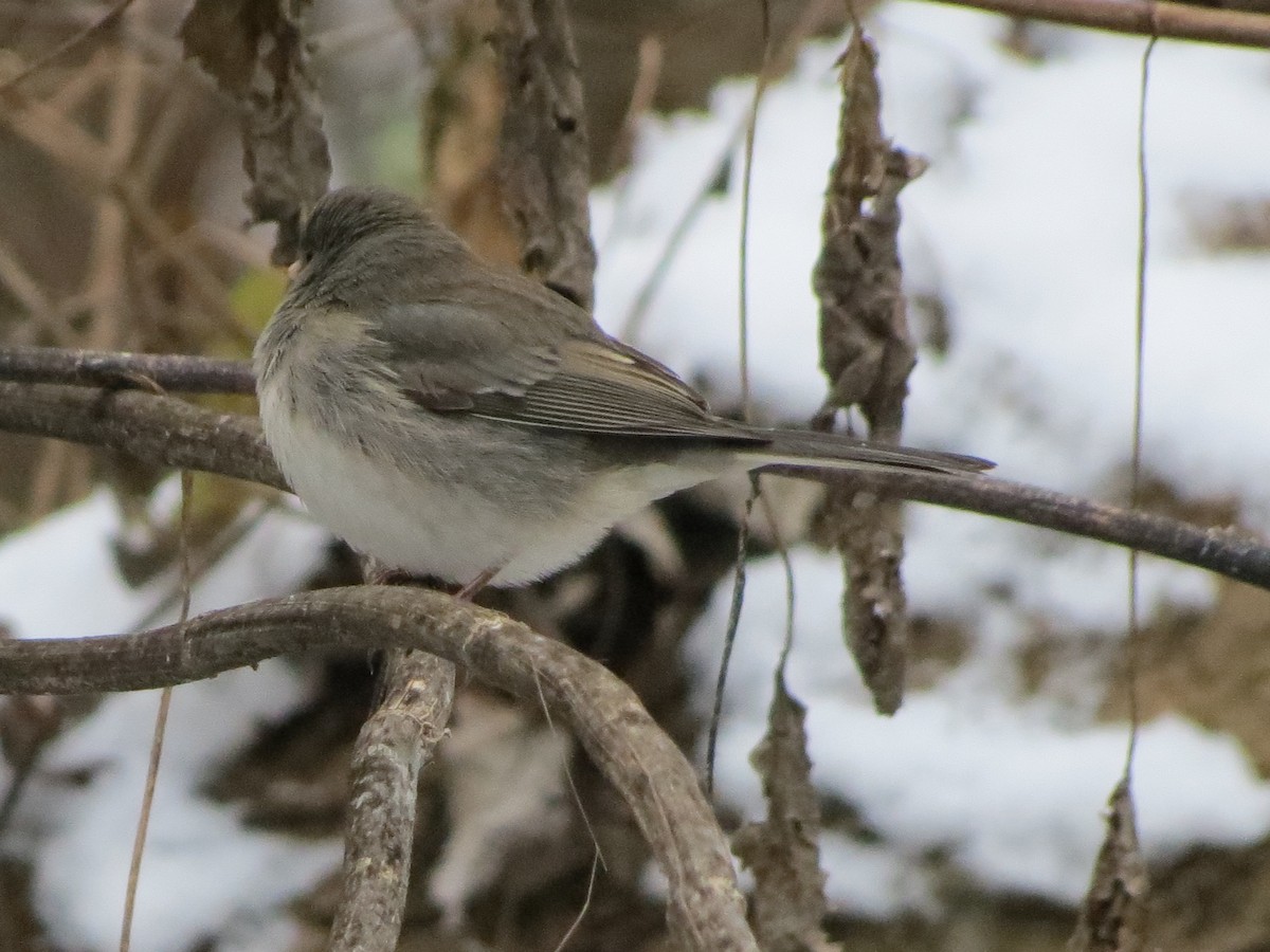 Dark-eyed Junco - ML646349490