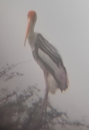 Tantalo indiarra - ML646349491