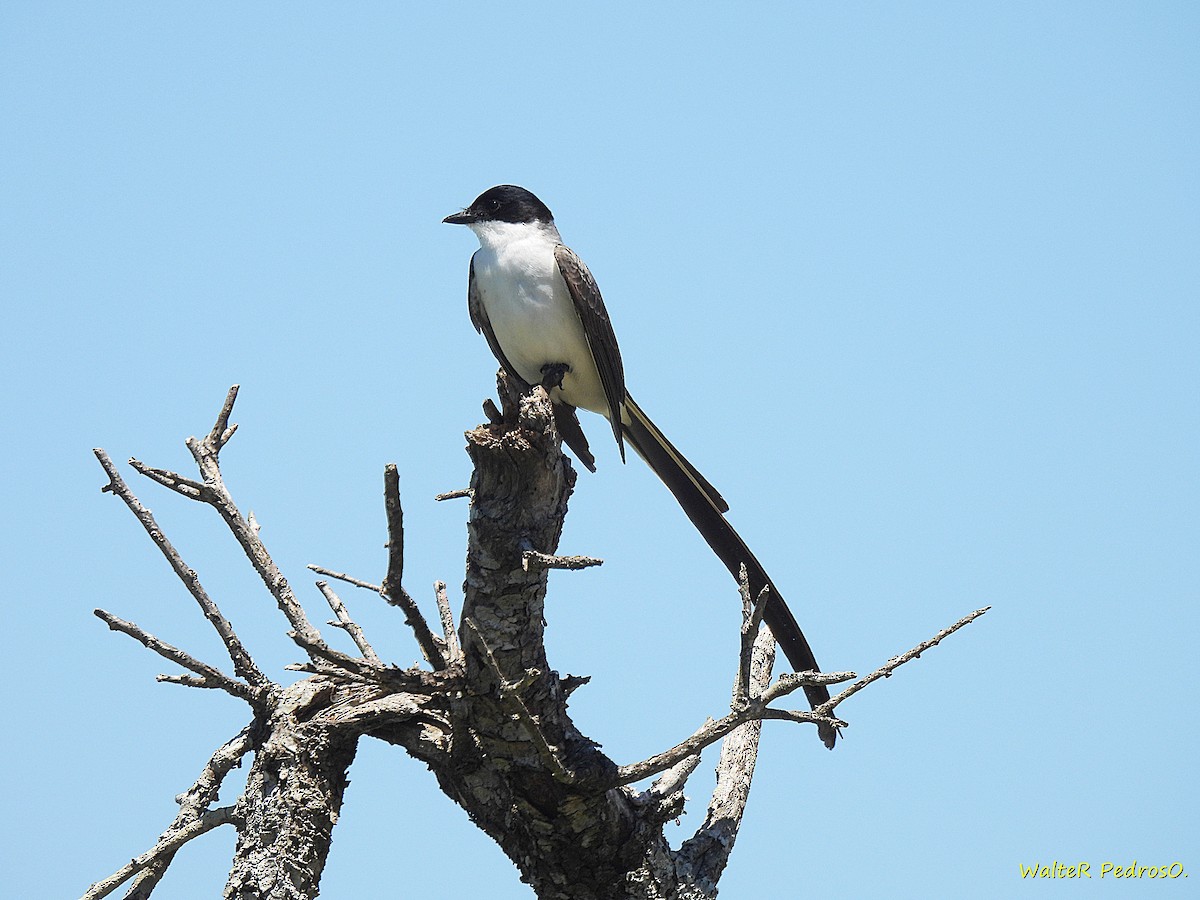 Fork-tailed Flycatcher - ML646349492