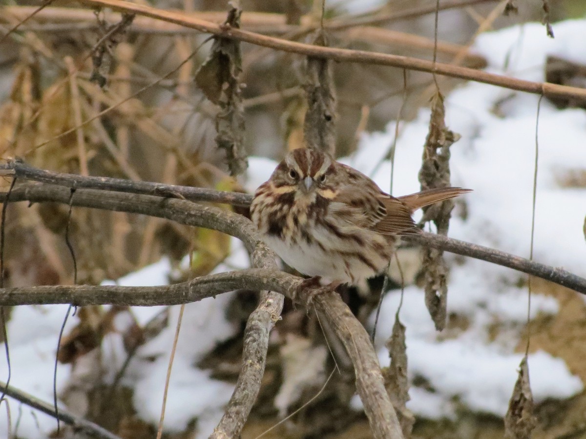 Song Sparrow - ML646349494