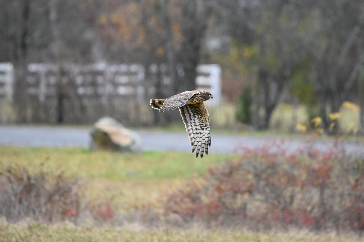 Mirotz zuri iparramerikarra - ML646349495