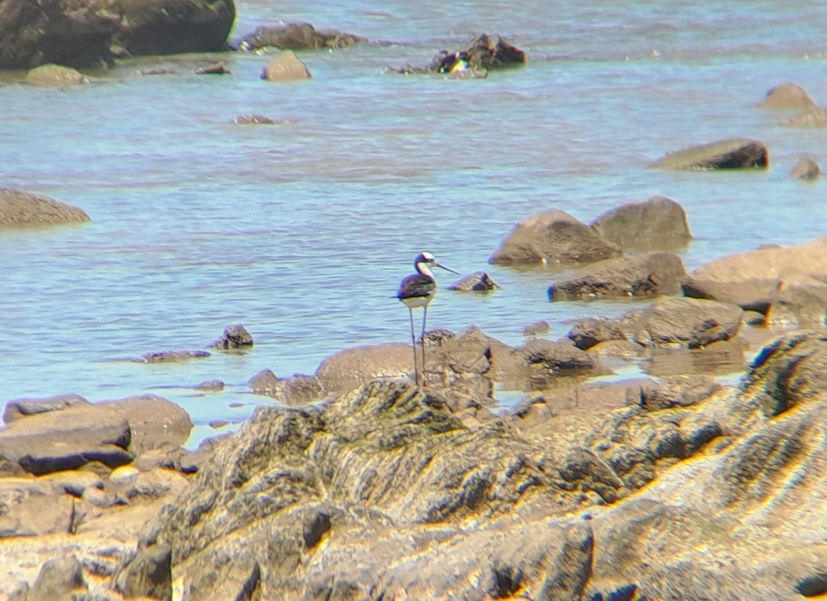 Black-necked Stilt (White-backed) - ML646349496