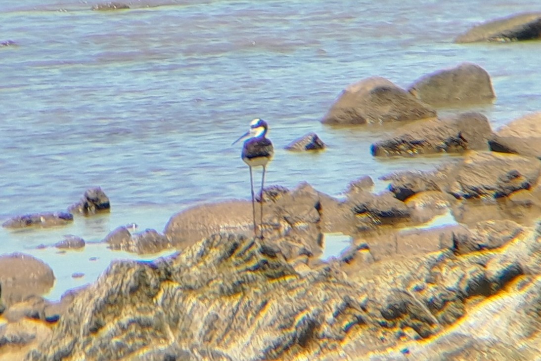 Black-necked Stilt (White-backed) - ML646349497