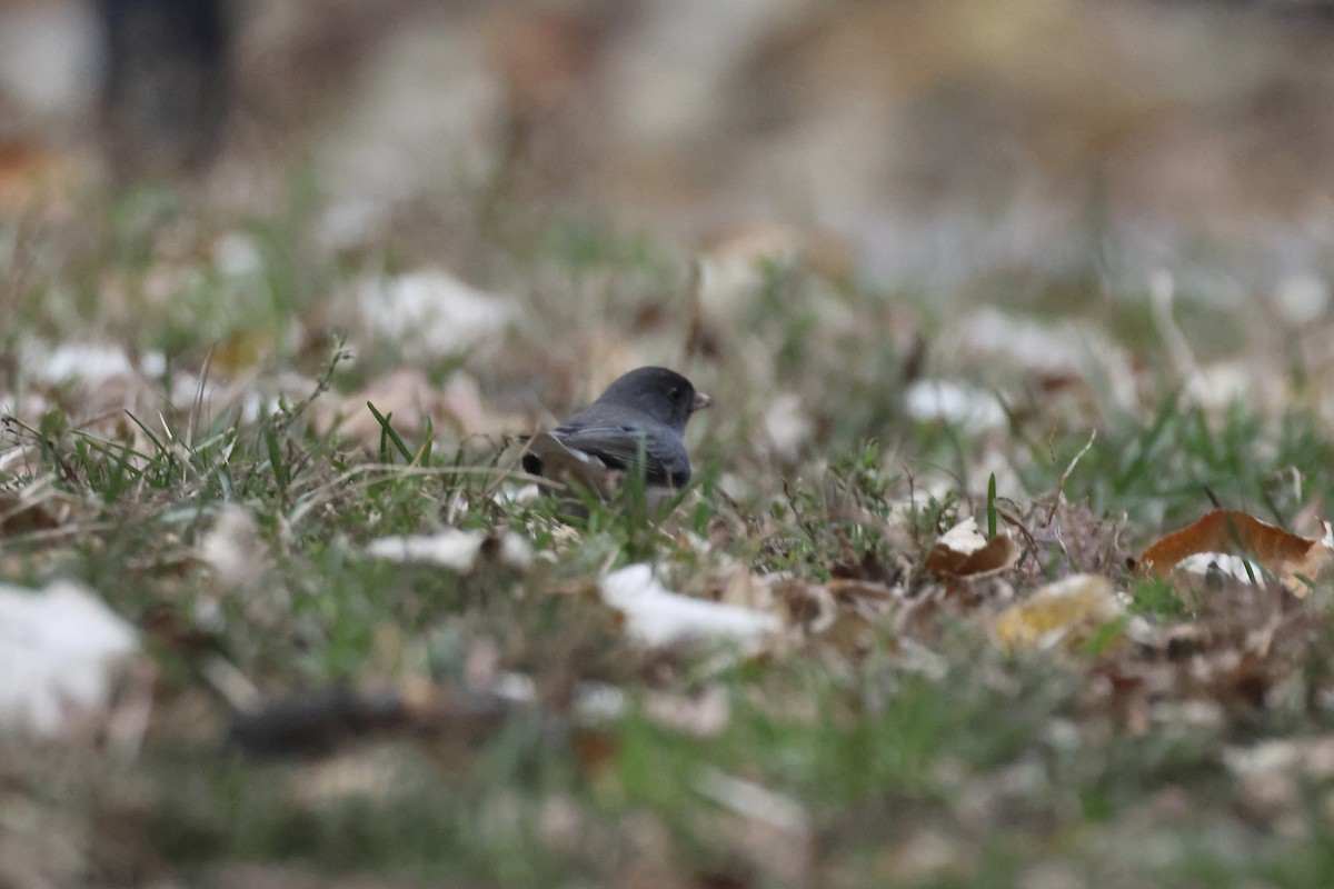 Dark-eyed Junco - ML646349498