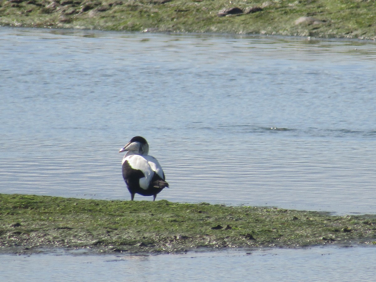 Eider arrunta - ML646349499