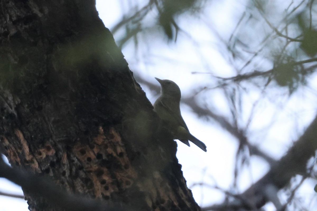 Orange-crowned Warbler - ML646349500