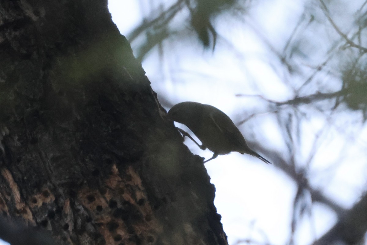 Orange-crowned Warbler - ML646349501