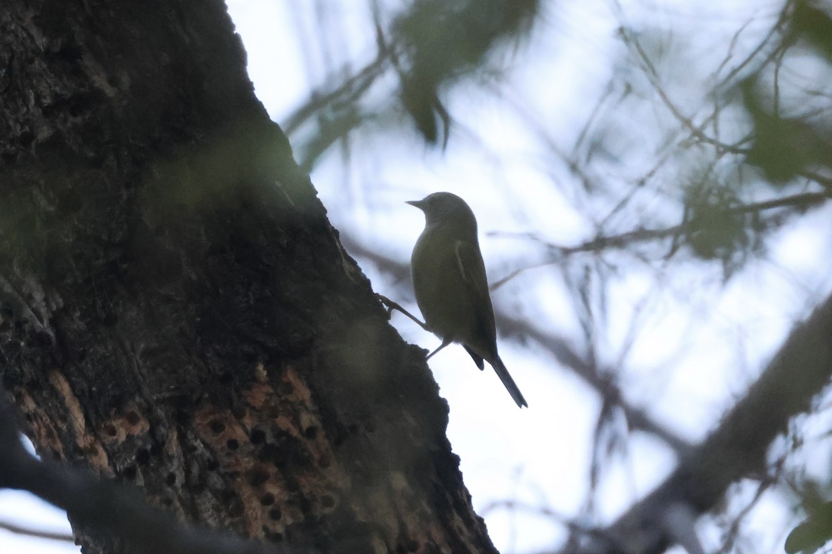 Orange-crowned Warbler - ML646349502