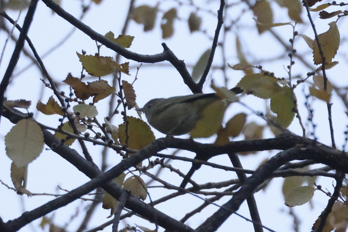 Orange-crowned Warbler - ML646349503