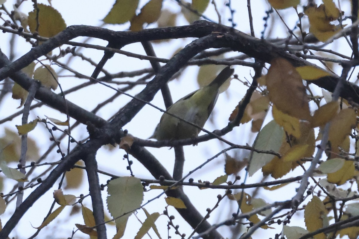 Orange-crowned Warbler - ML646349505